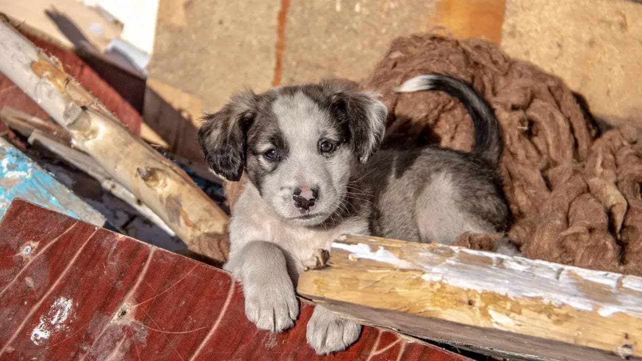 В Казахстане заметно увеличат штрафы для владельцев домашних животных: что изменится