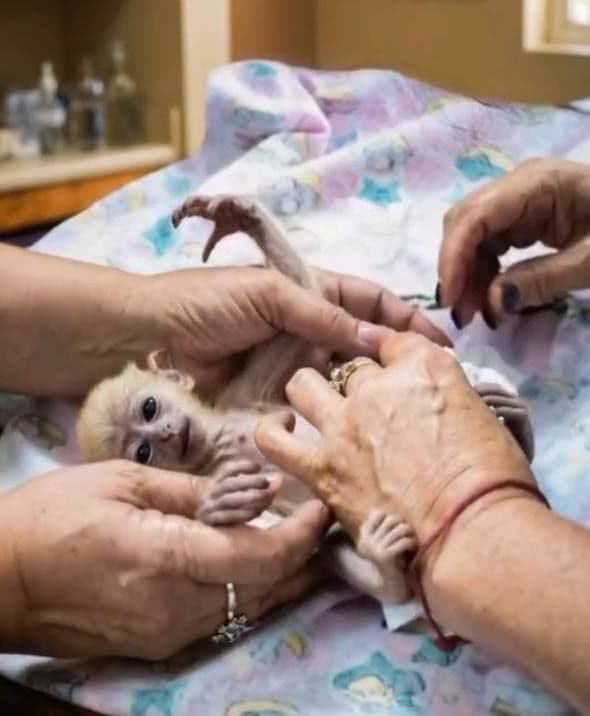 История обезьяны Джима из Алматинского зоопарка растрогала пользователей сети